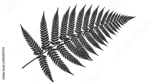 Black and white fern leaf silhouette on white background