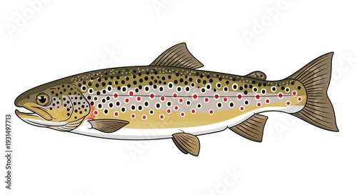 Detailed illustration of a brown trout fish with vibrant patterns