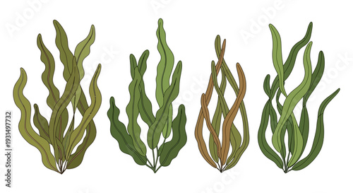 Collection of Seaweed Illustrations in Various Green Shades on White Background