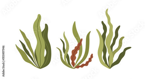 Vector illustration of green and red seaweed on white background