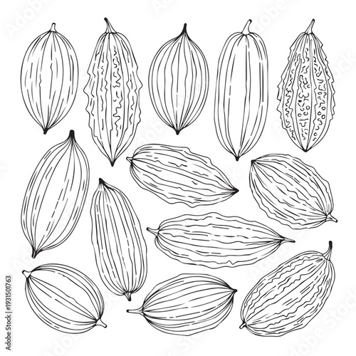 Assortment of Bitter Melon Pods Hand Drawn Illustration Line Art