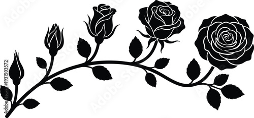 Black silhouette rose branch with blooming flowers and buds, detailed floral vector illustration isolated on white background for decorative design use