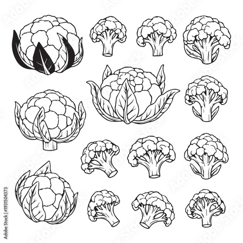 Cauliflower and Broccoli Collection Outline Vector Illustration