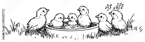 Black and white sketch of cute little chicks gathered around a water bowl in the grass