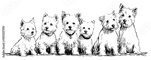Black and white sketch of a group of West Highland White Terrier puppies sitting together