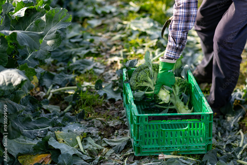 Naklejka premium ブロッコリーの収穫(2020/11/22)※色加工