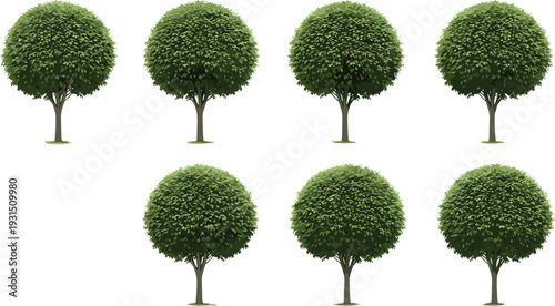 Round green tree collection with dense foliage, realistic garden and park trees isolated on white background