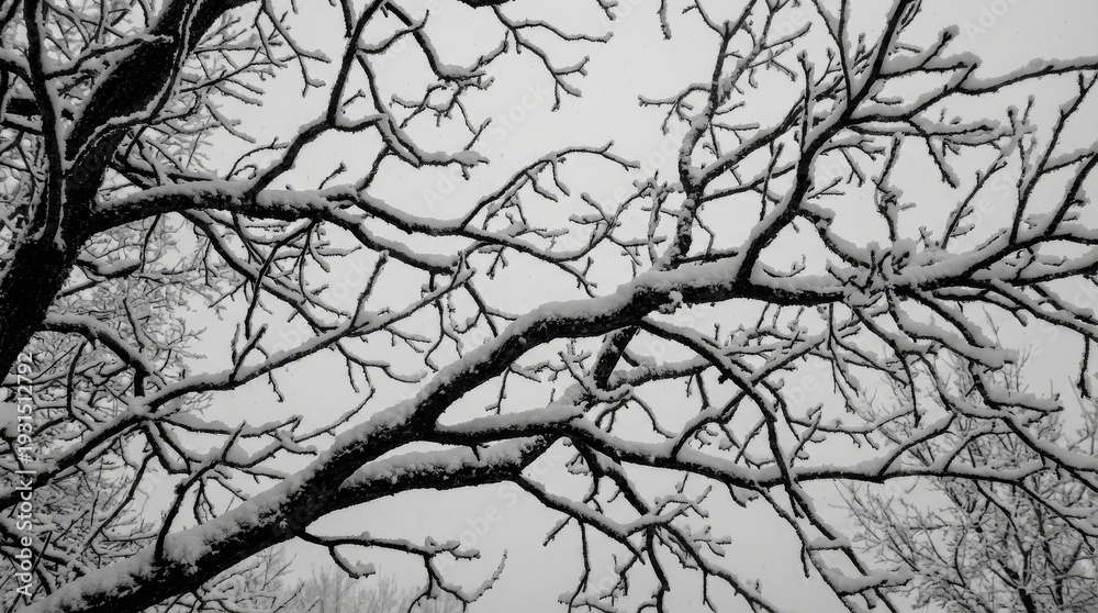 Fototapeta premium Snow-Covered Tree Branches Against Winter Sky