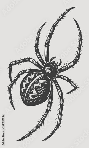 Detailed Engraving of a Spider with Intricate Markings.