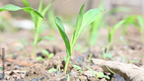 Bright green corn seedlings emerge on a sunny day. The young stalks are spaced apart, showing vibrant, slender leaves reaching upward. Corn plant in the field.
