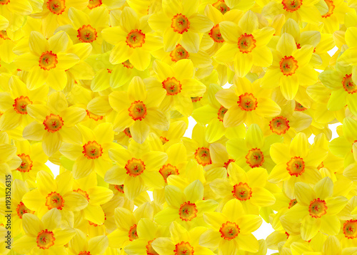Daffodil flower head pattern
