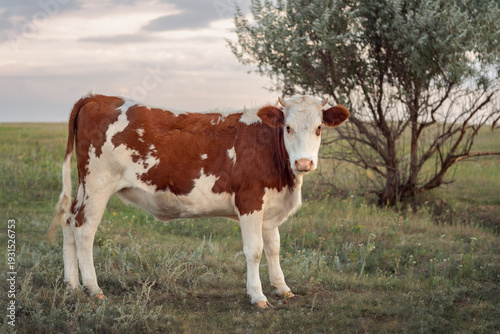 a young bull grazing on a grassy pasture in the countryside, beef production, meat prices
