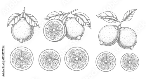 detailed hand-drawn lemon illustrations with whole fruits leaves and slices in a vintage botanical style for food concepts.