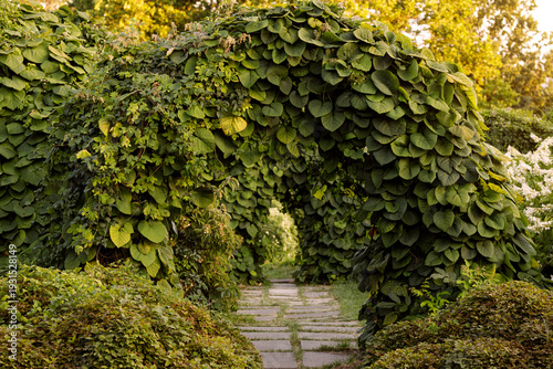Fotografia Path through a lush green archway covered in dense foliage and vines