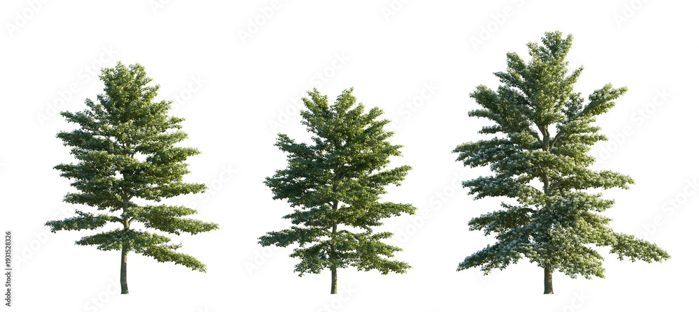 Fototapeta premium cornus alternifolia (pagoda dogwood, alternate-leaved dogwood, green osier) isolated PNG on a transparent background premium nature cutout