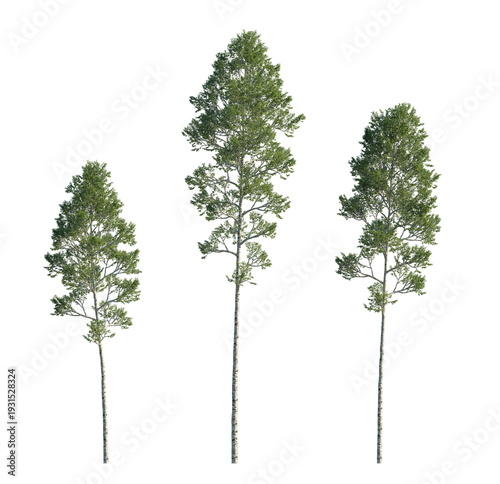 Fotografie common birch tree (betula pendula, silver birch, european white birch) isolated