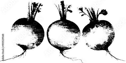 High contrast radish stencil art in vintage engraving style for design