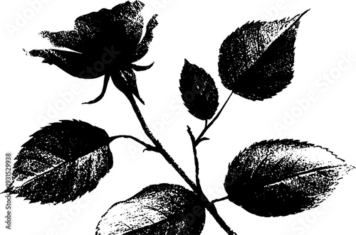 High contrast abstract rose petal and curl edge stencil for artistic design