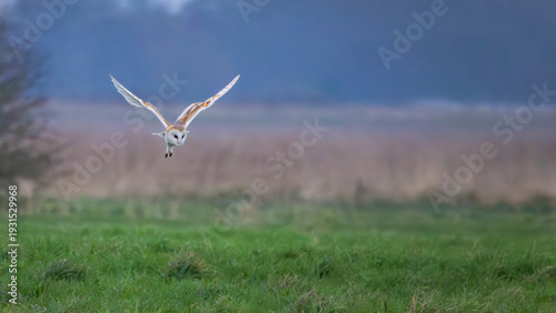 barn owl hunting in field
