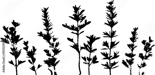 Rosemary needle cluster stencil design with high contrast for nature-themed projects