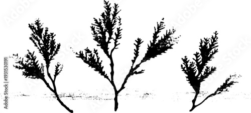 Abstract seaweed air bladders in high-contrast stencil design for creative projects