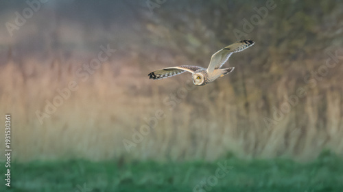 Short eared owl hunting in meadow
