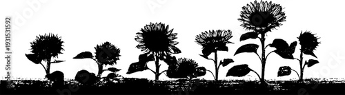 Sunflower field row in stencil style for nature themed artwork