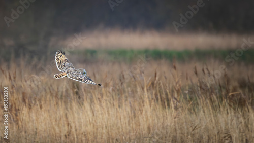 Short eared owl hunting in meadow