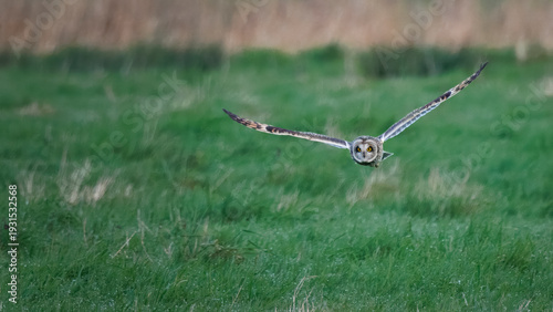 Short eared owl hunting in meadow