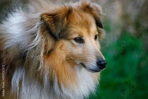 close up of collie dog