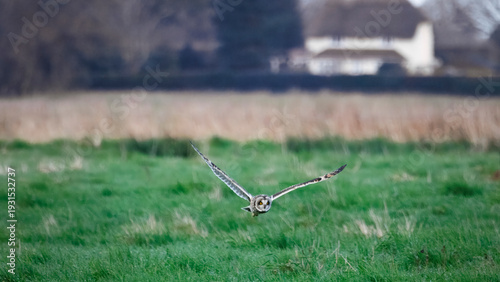 Short eared owl hunting in meadow