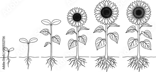 Sunflower plant growth stages illustration, seed germination to full bloom lifecycle diagram, botanical development line art sequence