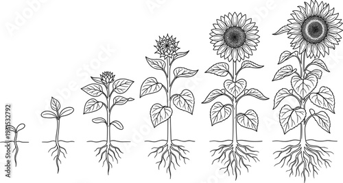 Sunflower growth stages illustration, seed germination to blooming flower lifecycle diagram, botanical plant development line art