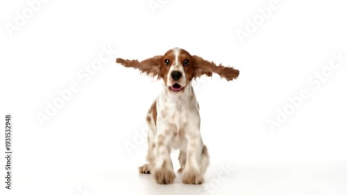 A happy dog, spotted fur, jumps joyfully with open mouth against a plain white background