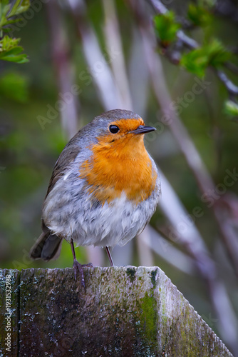 red robin perched on fence post 