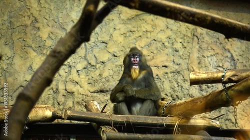 Mandrill monkey close-up portrait showing vivid colorful face, detailed fur texture and expressive eyes looking at camera in natural habitat wildlife primate animal footage