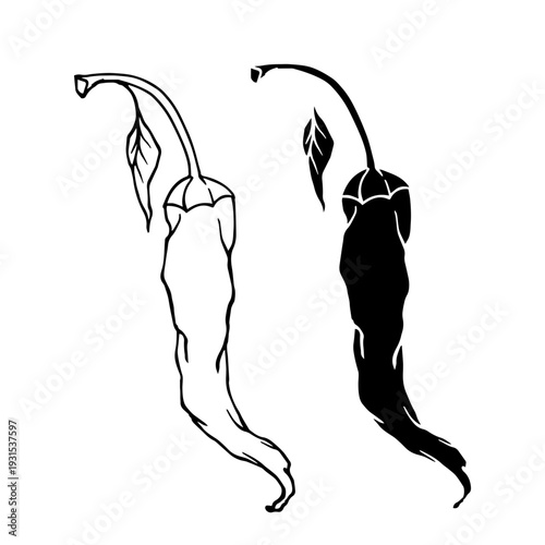 Line sketch, stamp of hot chili pepper pods. Simple vegetable doodles. Vector graphics.