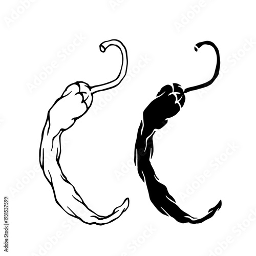 Line sketch, stamp of hot chili pepper pods. Simple vegetable doodles. Vector graphics.