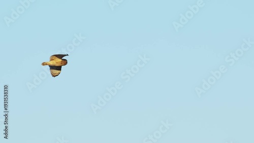 コミミズク飛翔 (スローモーション)