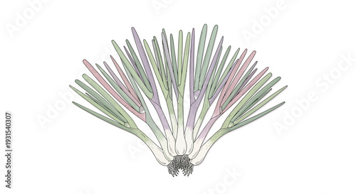 Colorful Feathers Arranged in Decorative Pattern.