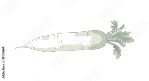 Watercolor Painting of Radish with Leaves.