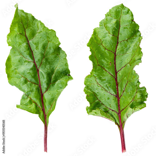 Two fresh green beet leaves with red veins isolated on white. File contains clipping path.