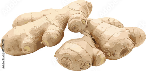 Fresh Ginger Root Isolated on White Background, Natural Organic Spice and Herbal Medicine Ingredient Vector Illustration