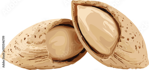 Whole Almond Nuts in Shell Isolated on White Background, Healthy Organic Snack Food Vector Illustration