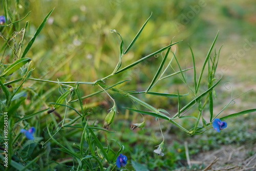 Blue grass pea plant growing in green grass