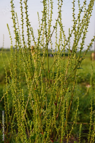 Green Plant with Slender Stems and Buds