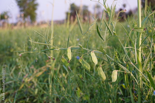 Leguminous Plant with Green Pods in Field