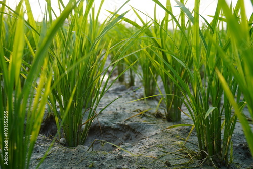 Young Rice Plants in Muddy Paddy Field