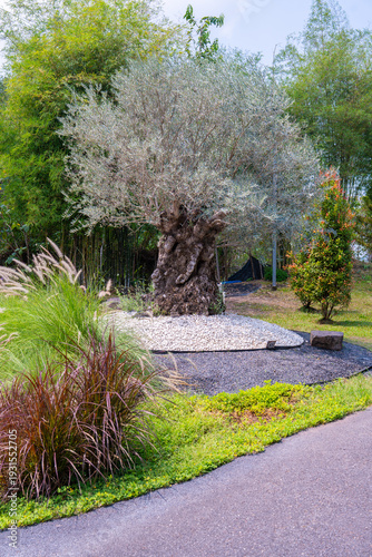 Ancient olive tree with thick trunk surrounded by white stones and green plants near paved pathway in garden setting