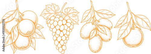 Citrus fruits and grapes hand drawn line art set, vintage botanical illustration collection in orange